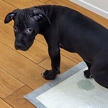 dog using pee pad